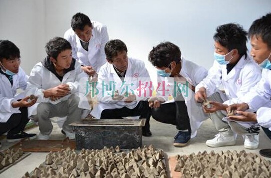 西藏藏醫學院